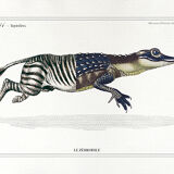 Chimera lithograph animal engraving - the zebrodile
