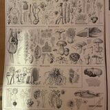 Mushrooms two original plates from Larousse 21st century
