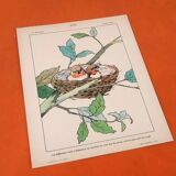 Set of 4 posters Birds, Butterflies, Nest..
