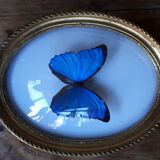 Papillon encadré morpho cadre ovale bombé bois doré