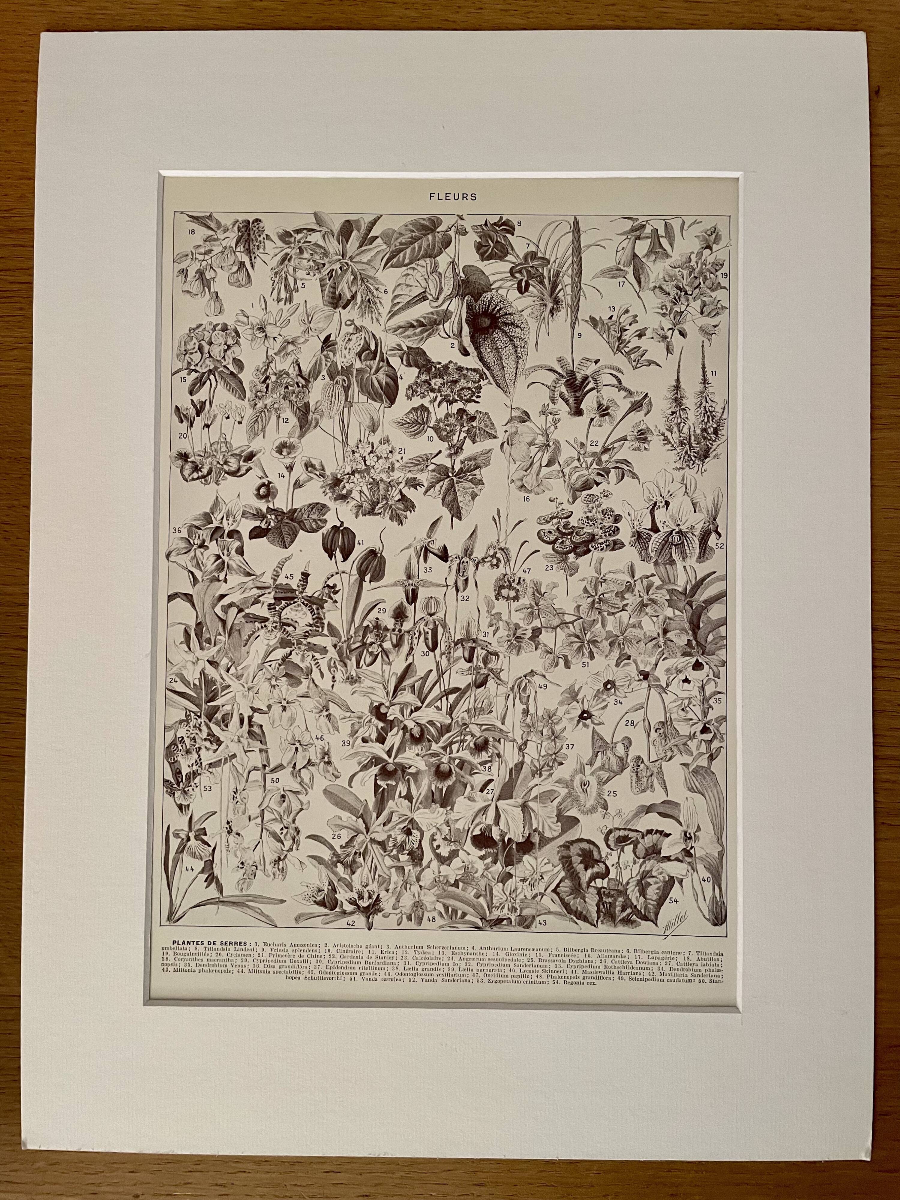 Lithograph on flowers (trees and shrubs) - 1920