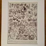 Lithograph on flowers (trees and shrubs) - 1920