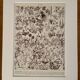 Lithograph on flowers (trees and shrubs) - 1920