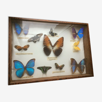 Lot de papillon dans cadre en bois de Guyane