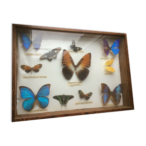 Lot de papillon dans