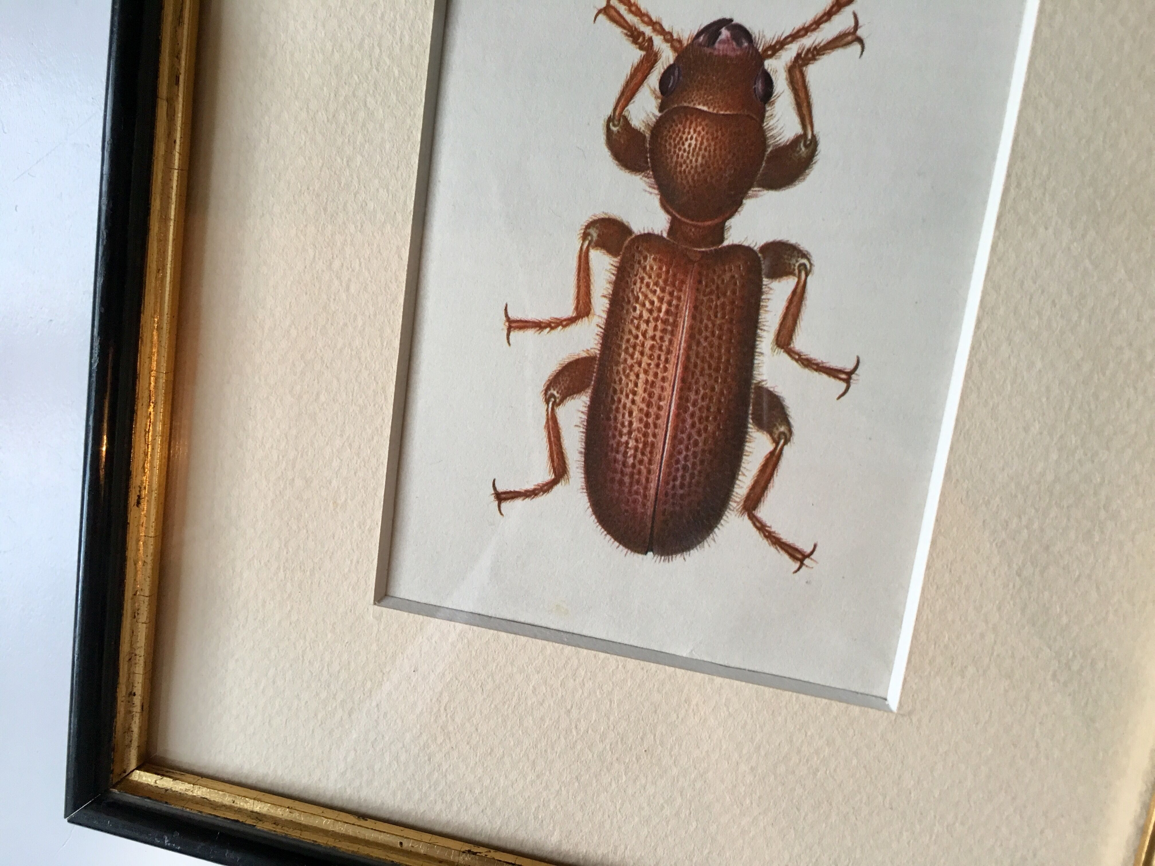 Beetle illustration