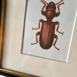 Beetle illustration
