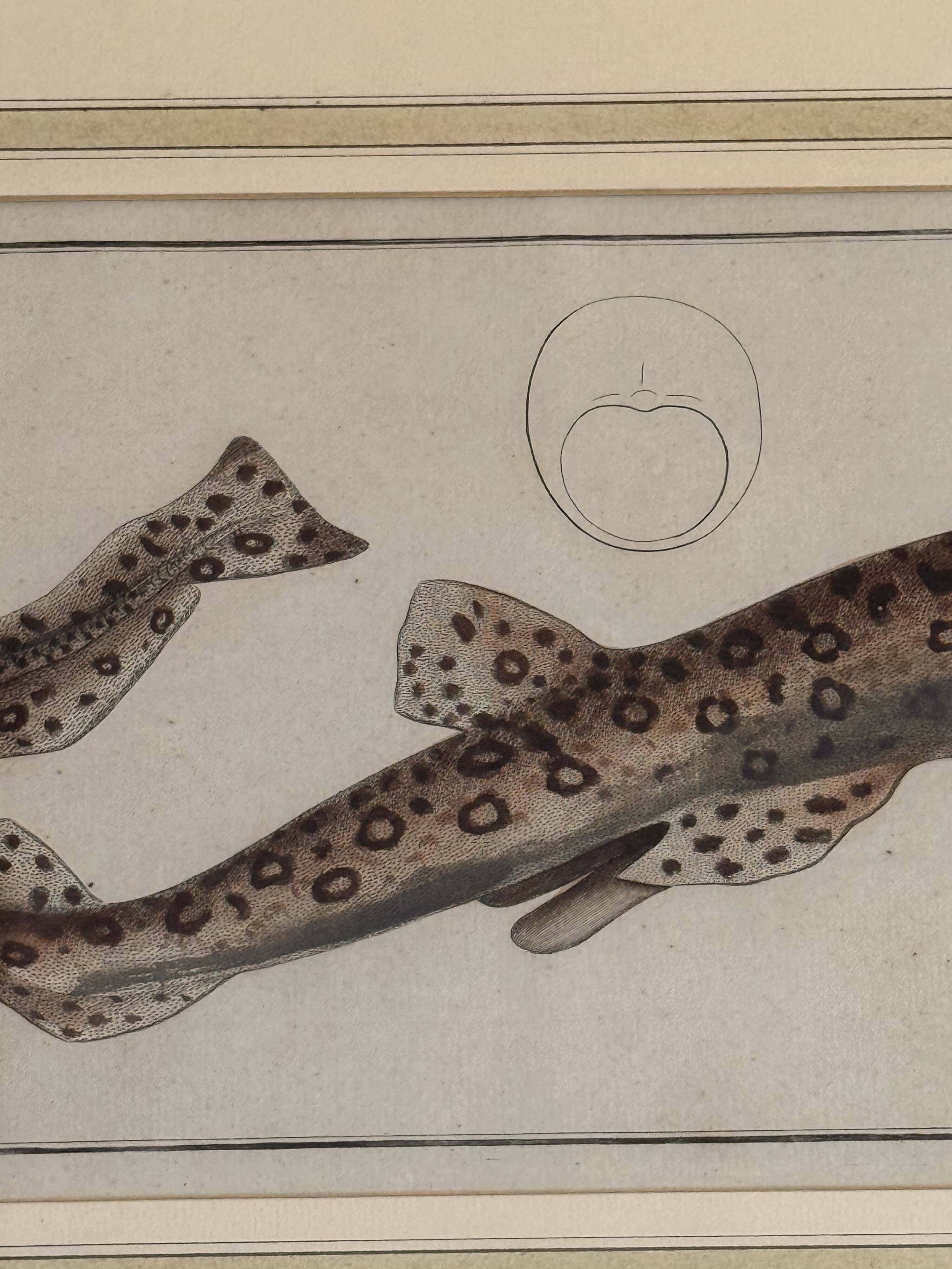 Old engraving fish – Ludwig Schmidt (19th century)