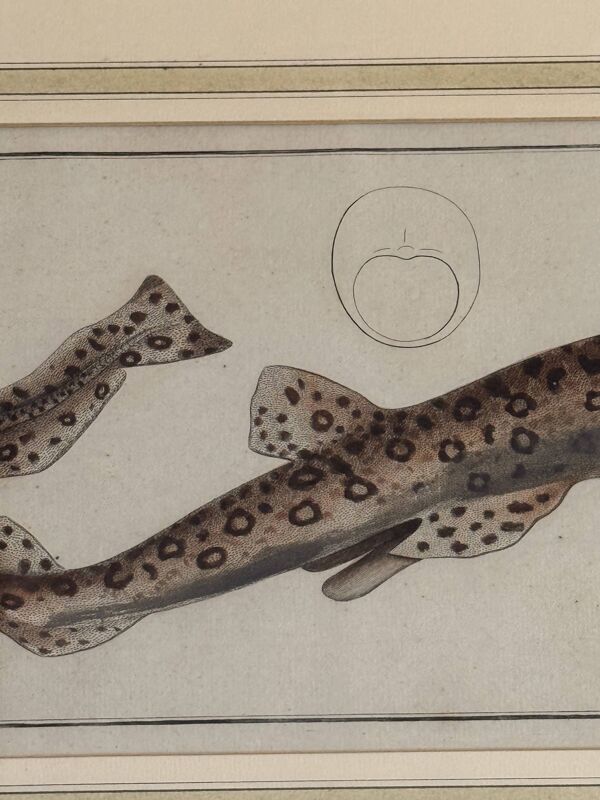Gravure ancienne poisson – Ludwig Schmidt (XIXᵉ siècle)