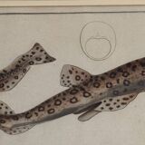 Old engraving fish – Ludwig Schmidt (19th century)