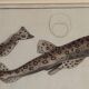 Gravure ancienne poisson – Ludwig Schmidt (XIXᵉ siècle)