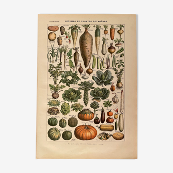 Lithographie sur les légumes et plantes potagères de 1922