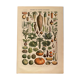 Lithographie sur les légumes et plantes potagères de 1922