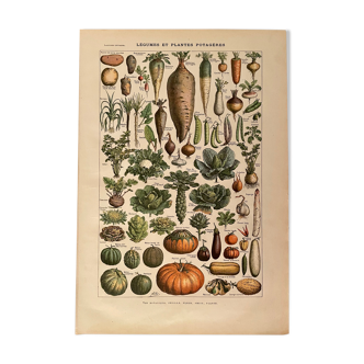 Lithograph on vegetables and vegetable plants of 1922