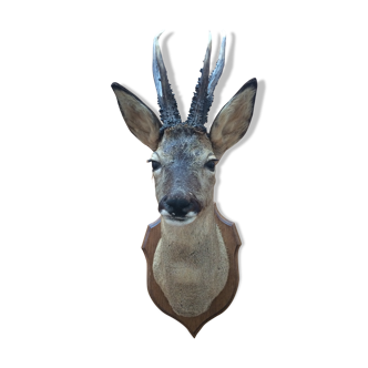 Deer head hunting trophy on a taxidermy oak Crest