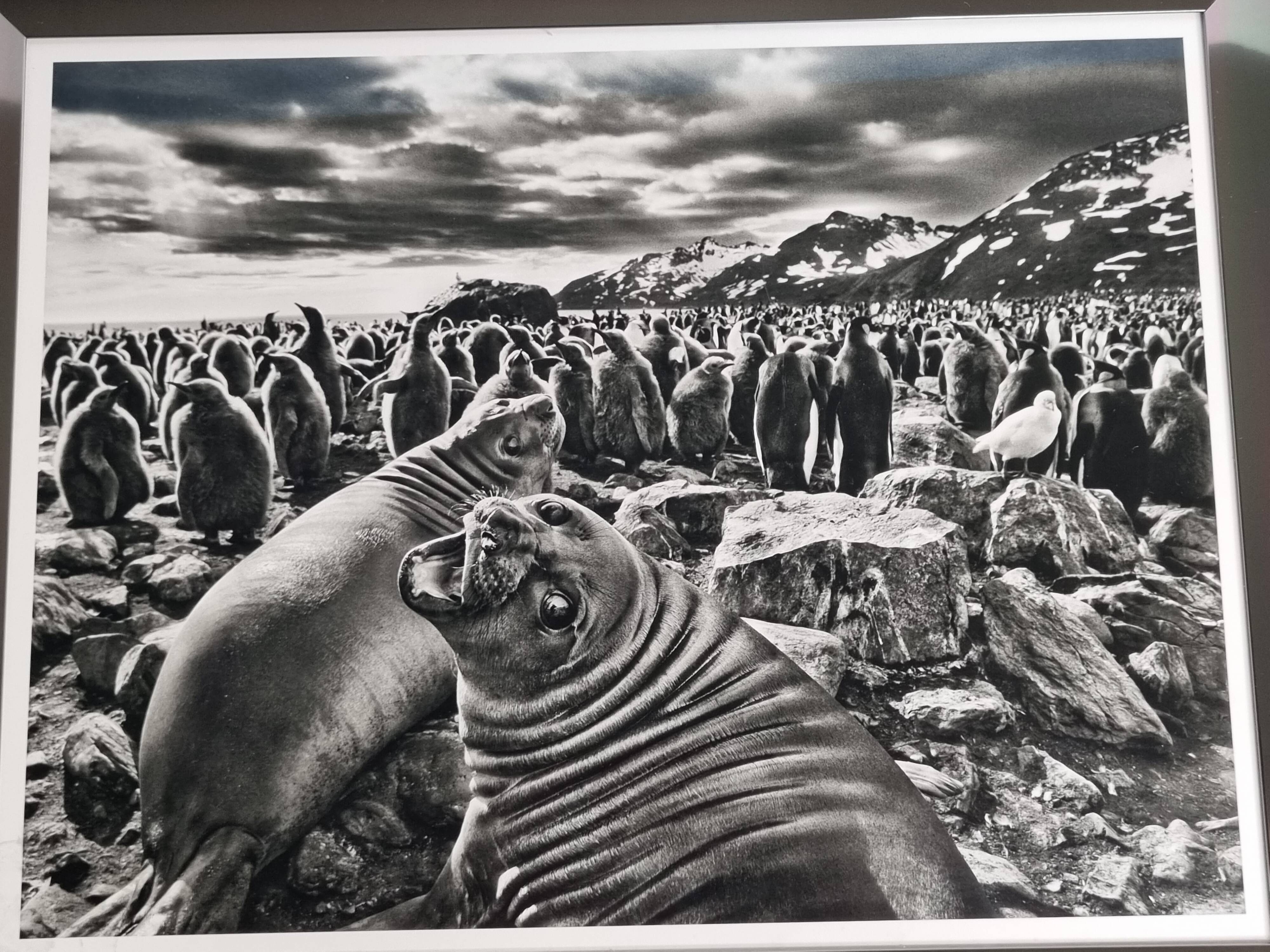 Offset edition in black and white "Genesis" after Sebastião Salgado, framed under glass, 30 x 38 cm