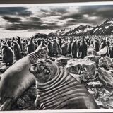 Offset edition in black and white "Genesis" after Sebastião Salgado, framed under glass, 30 x 38 cm