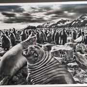 Offset edition in black and white "Genesis" after Sebastião Salgado, framed under glass, 30 x 38 cm