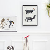 Lithograph chimeric engraving animal - the cariapocampus