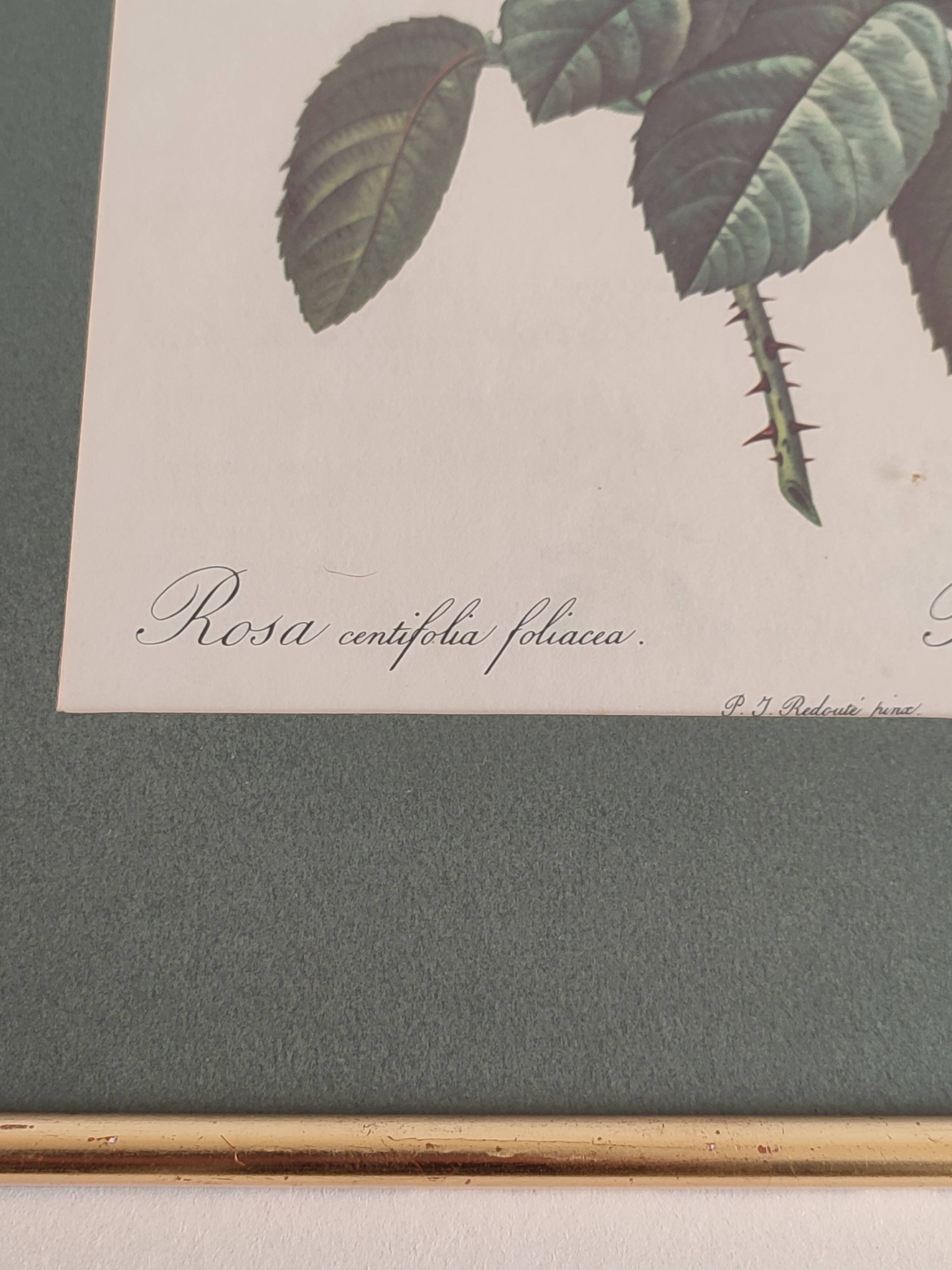 Dreaded Botanical Board