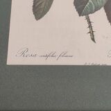 Dreaded Botanical Board