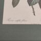 Dreaded Botanical Board