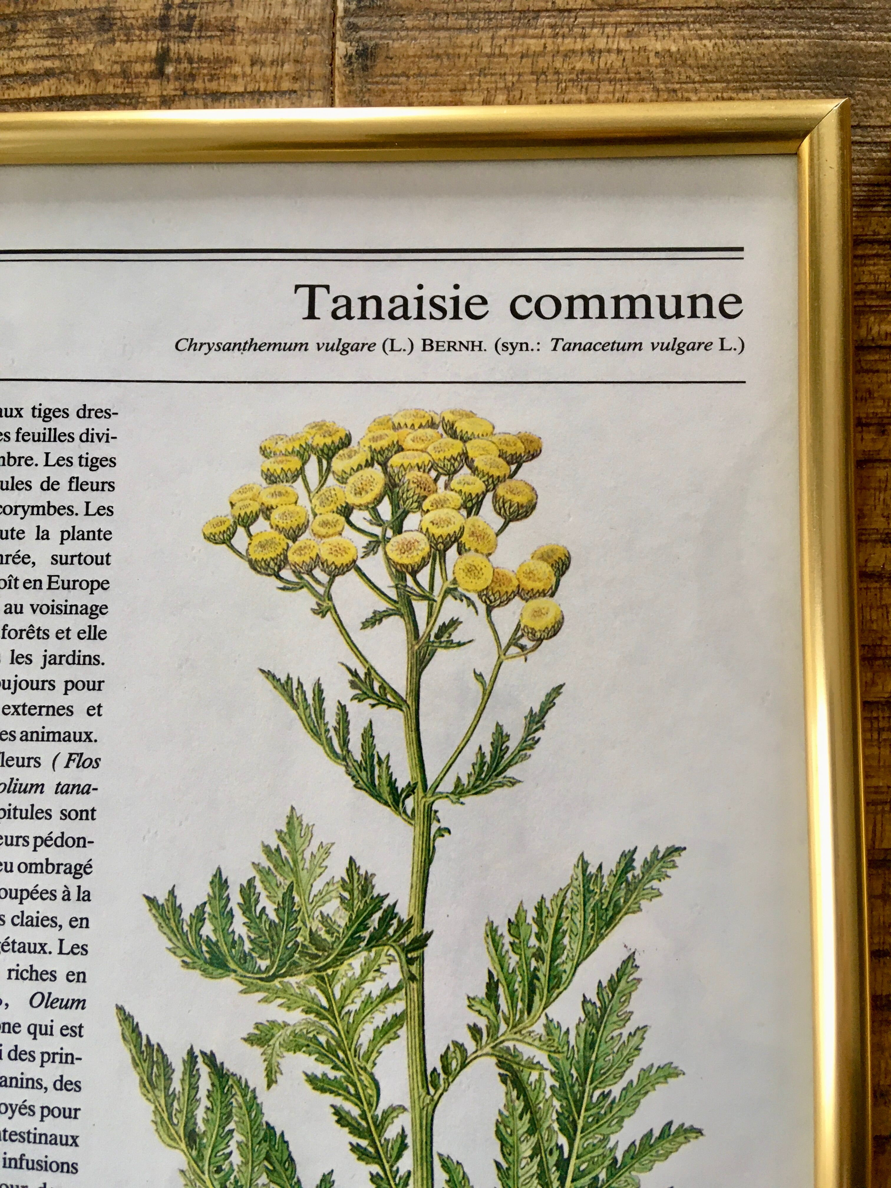 Vintage gold framed botanical illustrations 3