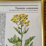 Vintage gold framed botanical illustrations 3