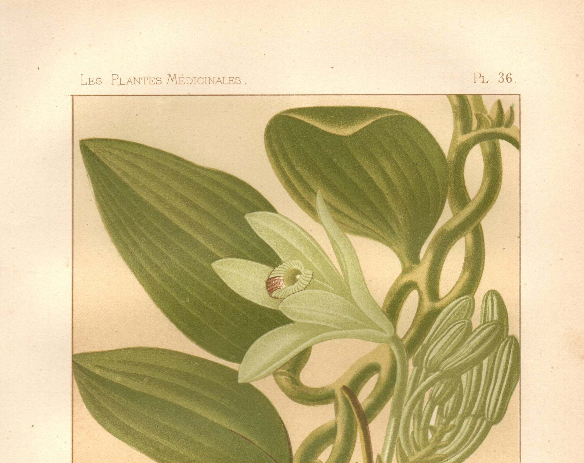 Gravure botanique 1889 - Vanille et orchidée tropicale. Illustration fleur