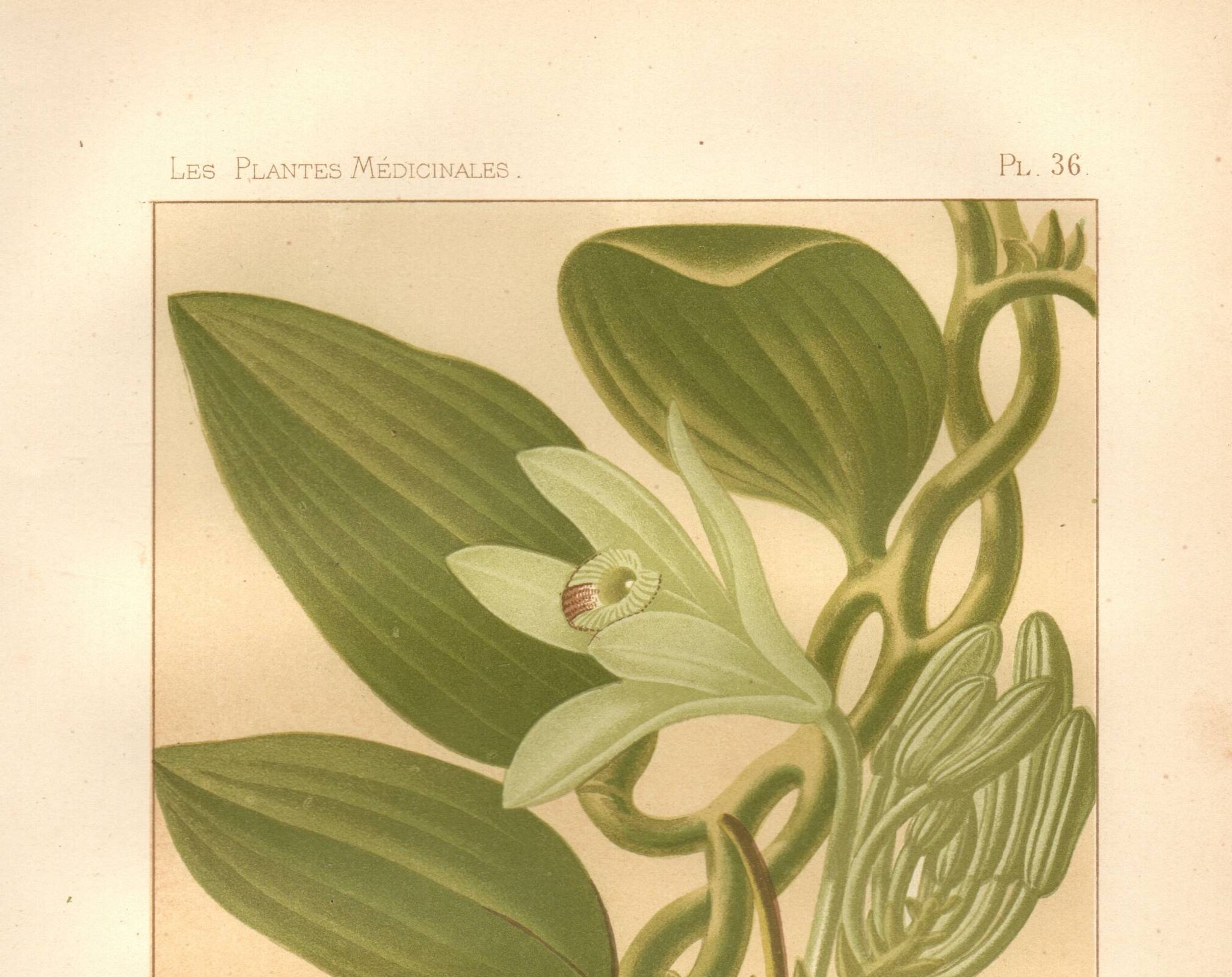 Botanical engraving 1889 - Vanilla and tropical orchid. Flower illustration.