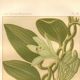 Gravure botanique 1889 - Vanille et orchidée tropicale. Illustration fleur