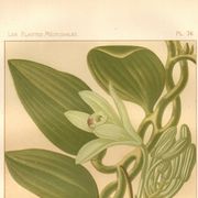 Botanical engraving 1889 - Vanilla and tropical orchid. Flower illustration.