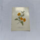 Gravure florale planche botanique vintage double face