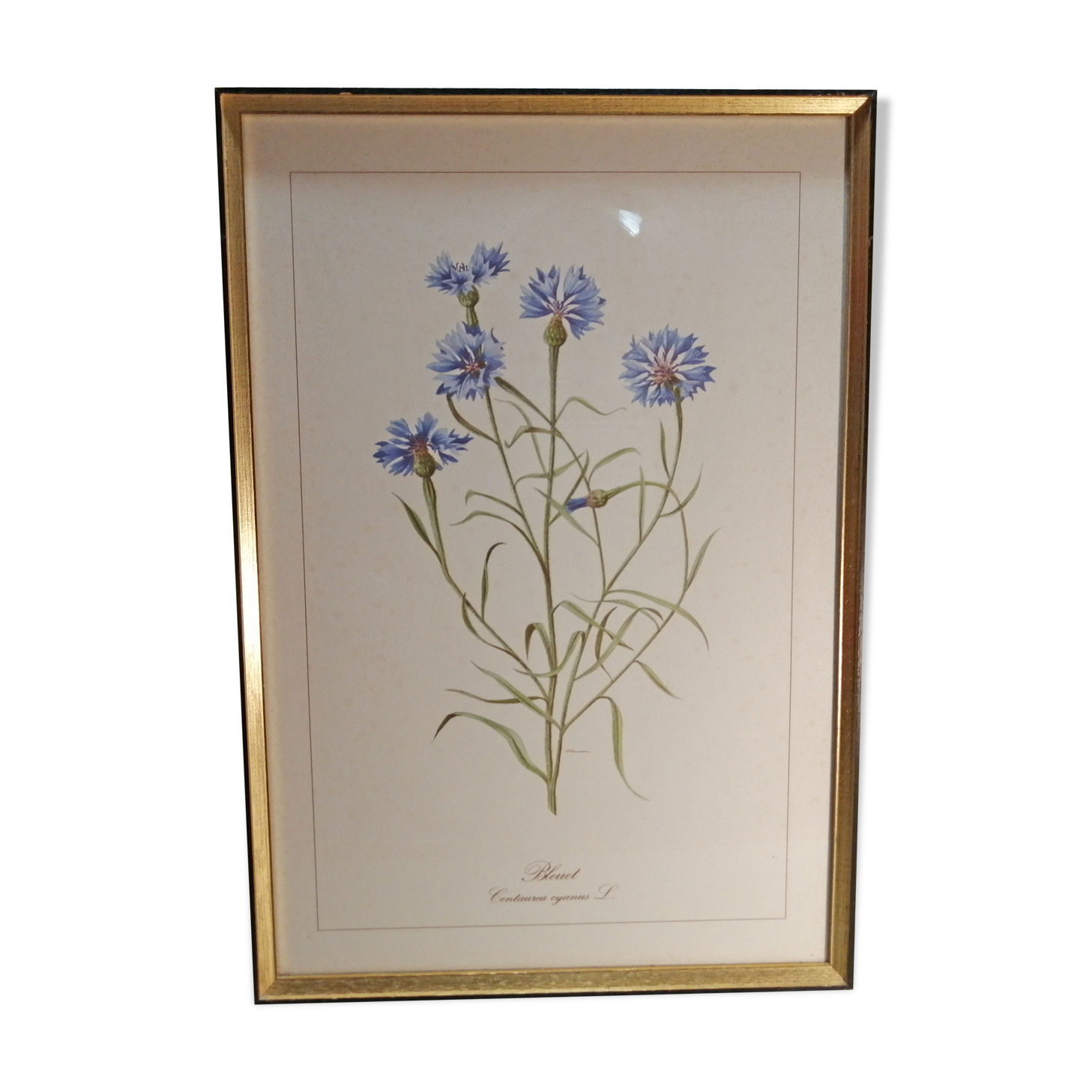 Framed botanical engraving lithography by JW Boussac - the blueberry