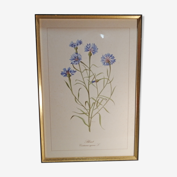 Framed botanical engraving lithography by JW Boussac - the blueberry