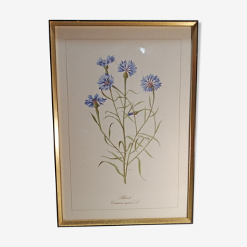Lithographie gravure botanique encadrée signée JW Boussac - le bleuet