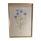 Framed botanical engraving lithography by JW Boussac - the blueberry