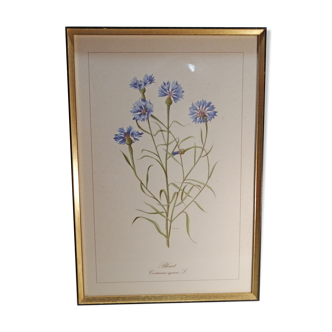 Lithographie gravure botanique encadrée signée JW Boussac - le bleuet