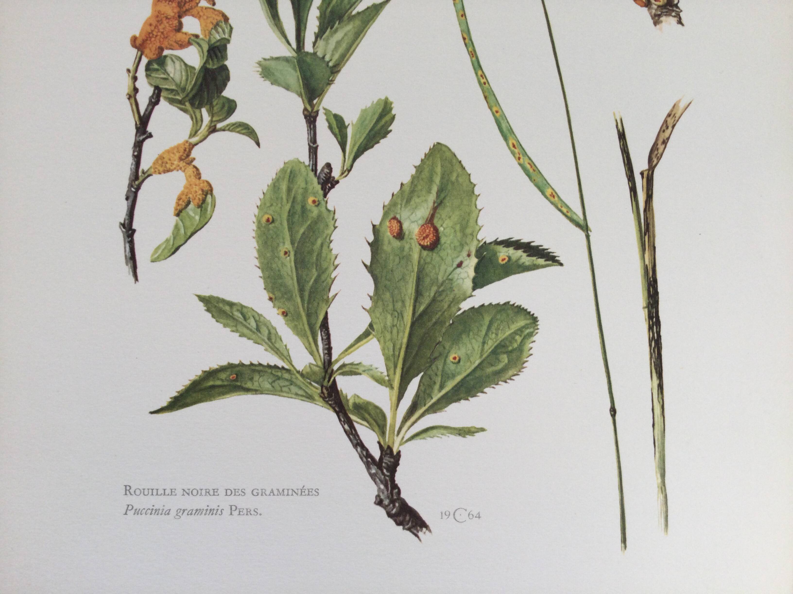 Botanical illustration Black rust mushroom 1969