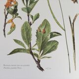 Botanical illustration Black rust mushroom 1969
