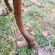 Oak side table with goat legs from the 1940s.