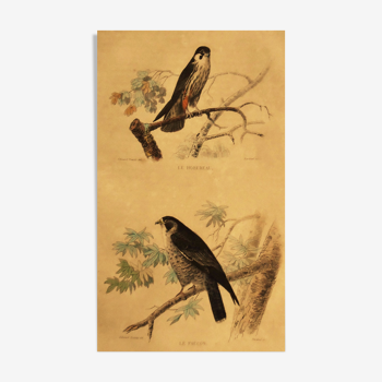Ornithological board of 1838