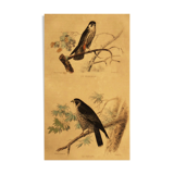 Ornithological board of 1838