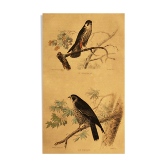 Ornithological board of 1838