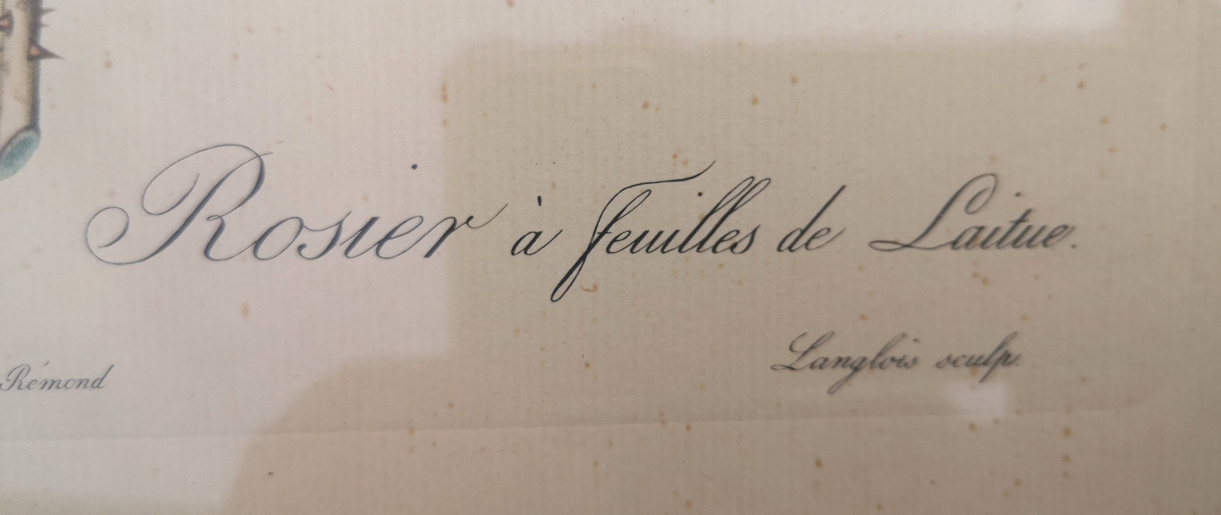 Framed lithograph by Pierre-Joseph Redouté