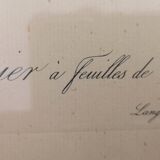 Framed lithograph by Pierre-Joseph Redouté