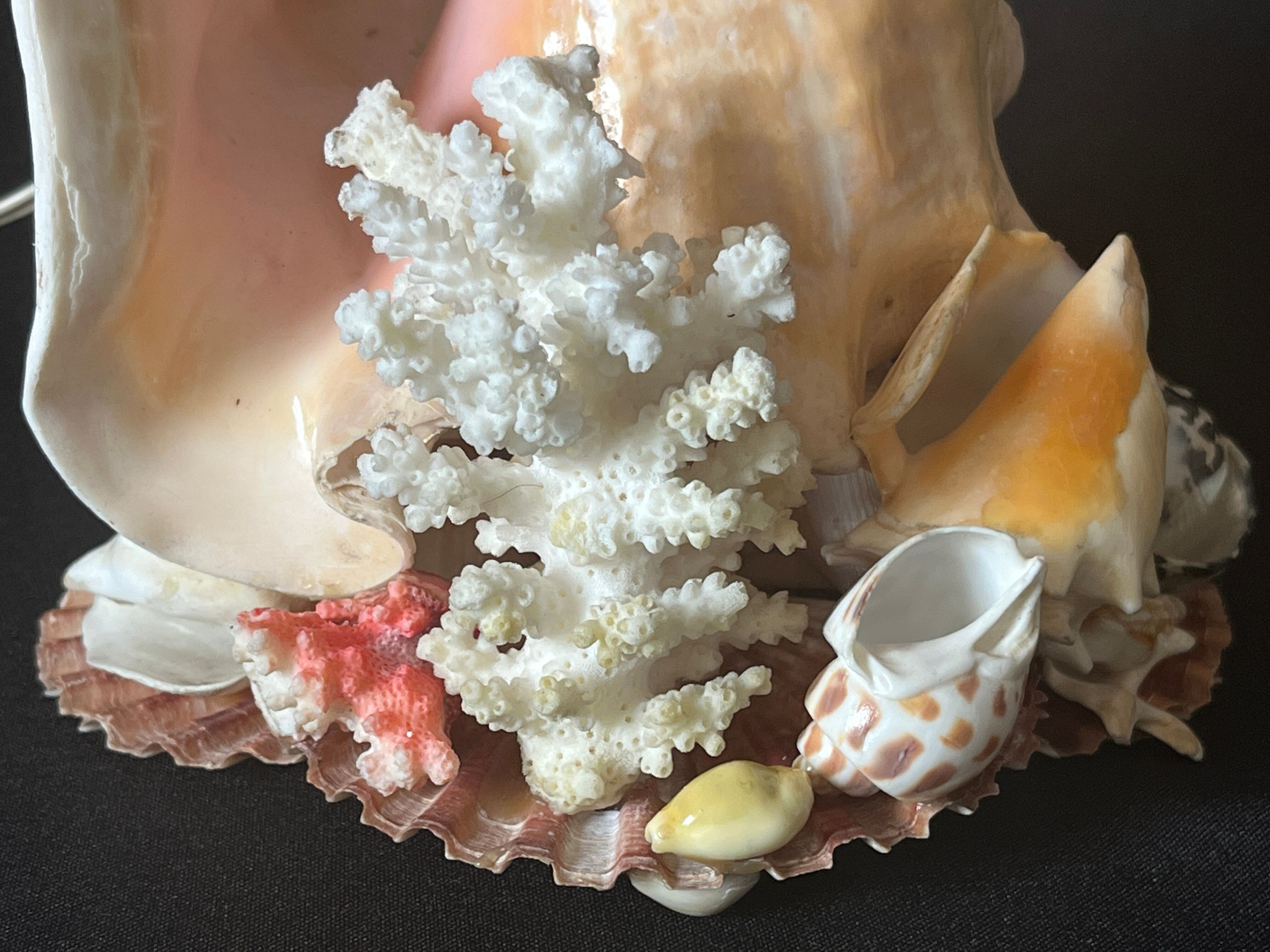 Lamp night light shell conch 1950 cabinet of curiosities seaside