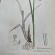 Duo planches botaniques, ed Londres 1809