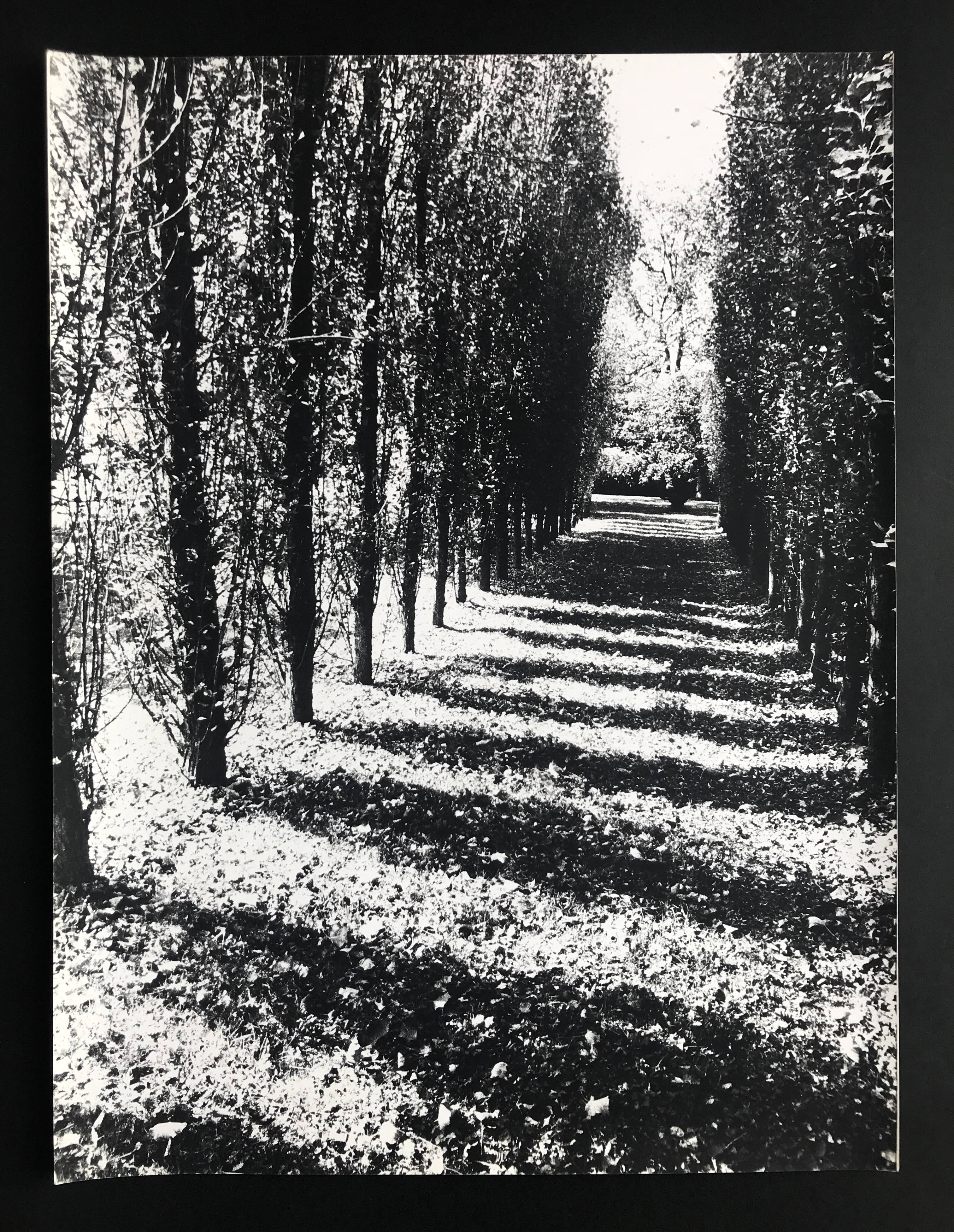 Rosine nusimovici, untitled (poplars), c 1980. black and white silver print