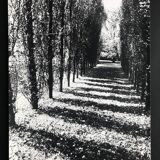 Rosine nusimovici, untitled (poplars), c 1980. black and white silver print